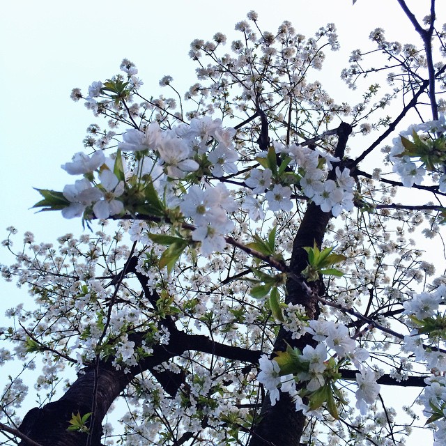 White Blossoms #spring #cologne